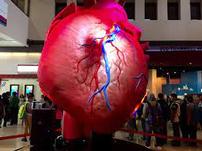 The Health Musuem Experience 202//151
